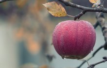 A red apple hanging on a branch with brown autumn leaves with dew on it