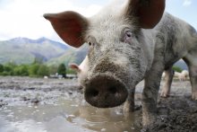 A curious pig