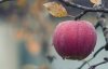 A red apple hanging on a branch with brown autumn leaves with dew on it