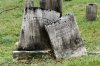 Headstones in a graveyard